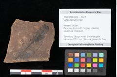 Foto (Objekt + Etikett) von Myrica lignitum Unger (NHMW-GEO-2024-0188-0575)